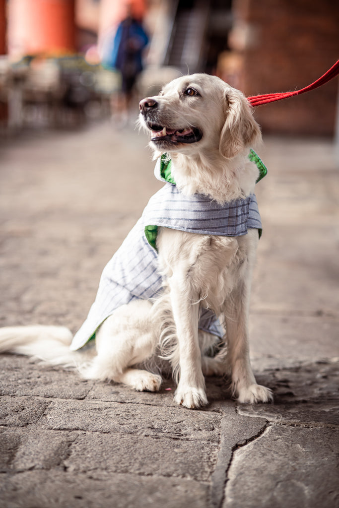 Bespoke Outwear Suit for Dogs